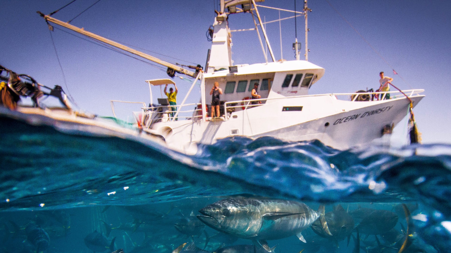 Australian Tuna Fisheries 1920X1080 4