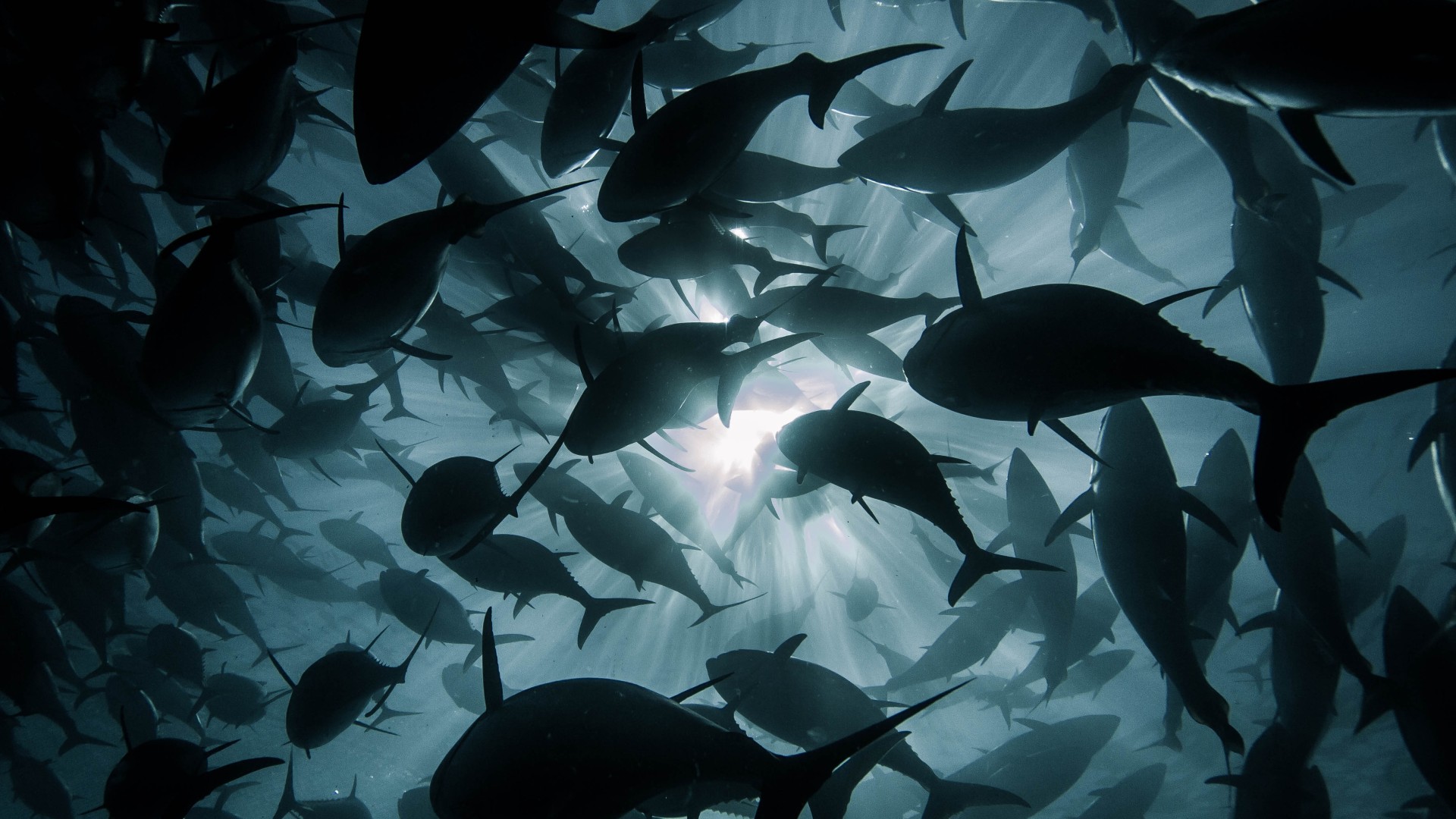 Decorative image only - Australian Tuna Fisheries Tuna under water 