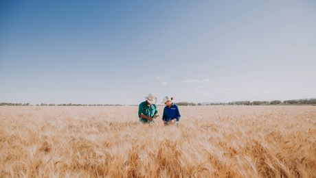two farmers standing in wheat field
