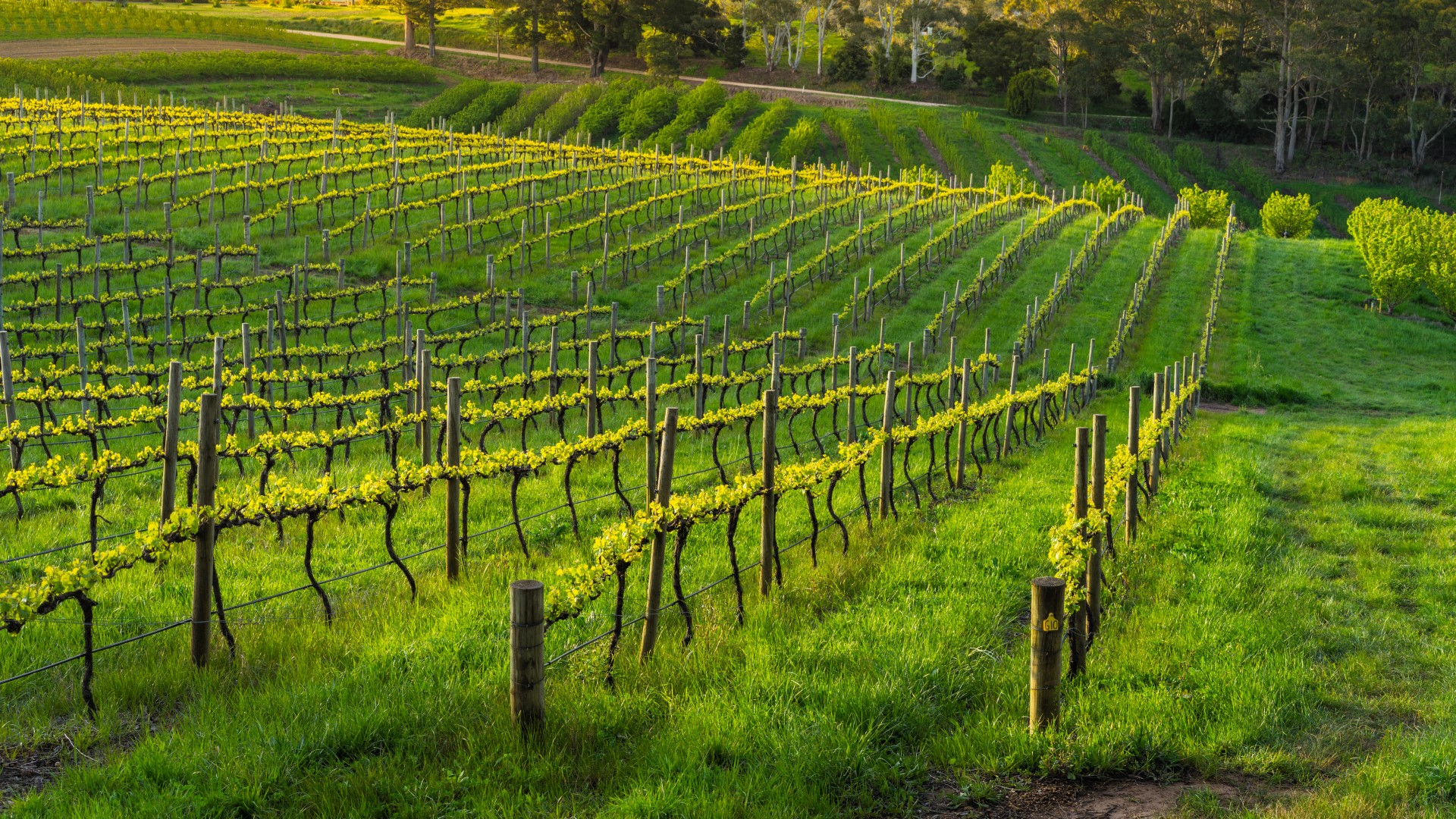 Wineebookcoverimage 2 1920X1080